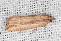 Bactra venosana
