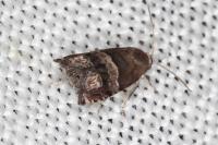 Pammene oxycedrana