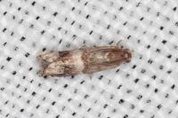 Pammene oxycedrana