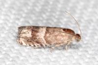 Pammene oxycedrana