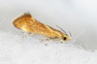 Metalampra