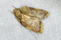 Carcina quercana