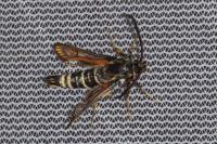 Bembecia scopigera