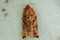 Archips oporana