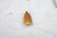 Archips rosana