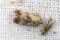 Neocochylis millierana