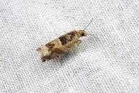 Crocidosema plebejana