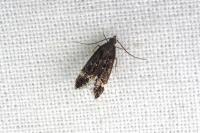Dichomeris alacella