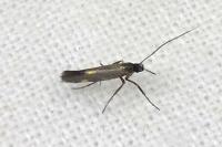 Euspilapteryx auroguttella