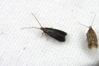Lecithocera nigrana
