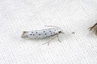 Yponomeuta padella