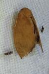 Heterogenea asella