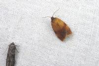 Cacoecimorpha pronubana
