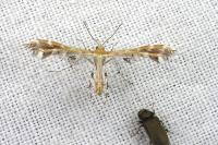 Capperia hellenica