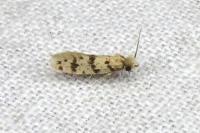 Eumasia parietariella