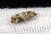 Lobesia botrana