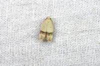 Odites kollarella