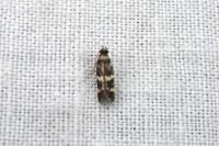 Oegoconia