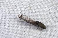 Paraswammerdamia albicapitella