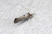 Paraswammerdamia albicapitella