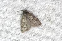 Penestoglossa dardoinella
