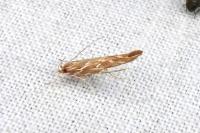 Pyroderces argyrogrammos