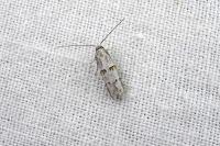 Symmocoides oxybiella