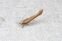 Zelleria hepariella