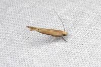 Zelleria hepariella