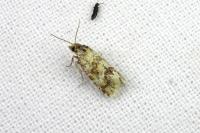 Aethes williana
