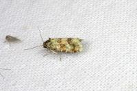 Aethes williana