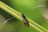 Nemophora albiciliellus