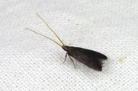 Lecithocera nigrana