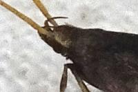 Lecithocera nigrana