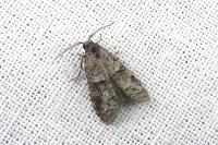 Penestoglossa dardoinella