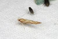 Pyroderces argyrogrammos