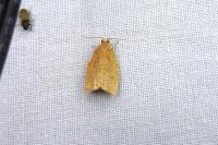 Clepsis consimilana