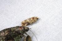 Lobesia botrana