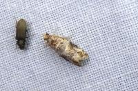 Lobesia botrana
