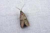 Penestoglossa dardoinella