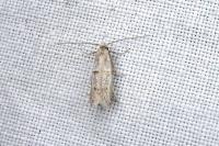 Symmocoides oxybiella