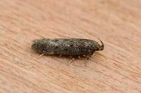 Bryotropha affinis
