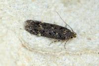 Bryotropha affinis