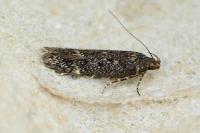 Bryotropha affinis