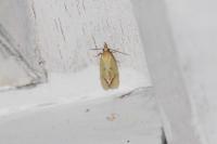 Agapeta hamana
