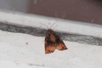 Archips podana