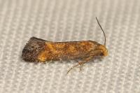 Apodia bifractella