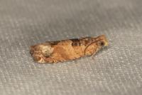 Crocidosema plebejana