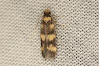 Oegoconia