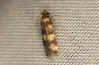 Oegoconia